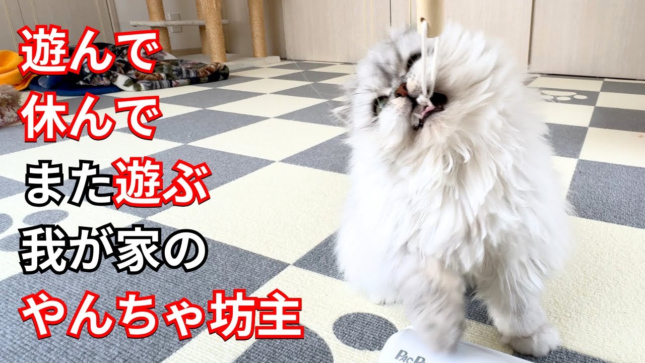 【ペルシャ猫】遊んで休んでまた遊ぶ！我が家のやんちゃ坊主！