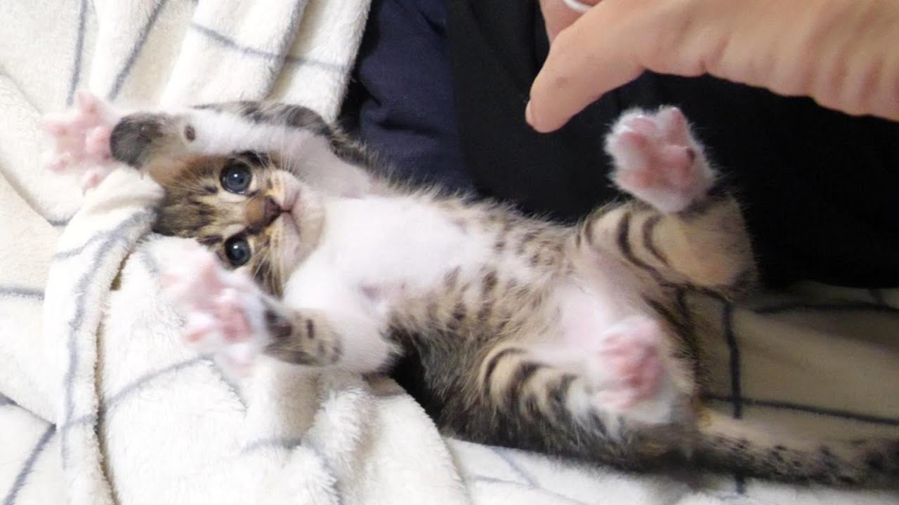 暇を持て余した子猫がおじさんを遊びに誘う？【赤ちゃん猫　保護猫】