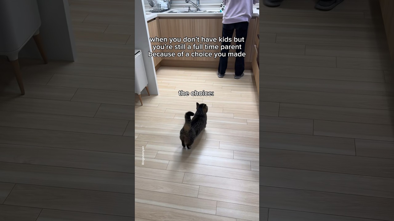No matter what, I don't regret making this choice!🥹 #shorts #cat #funny