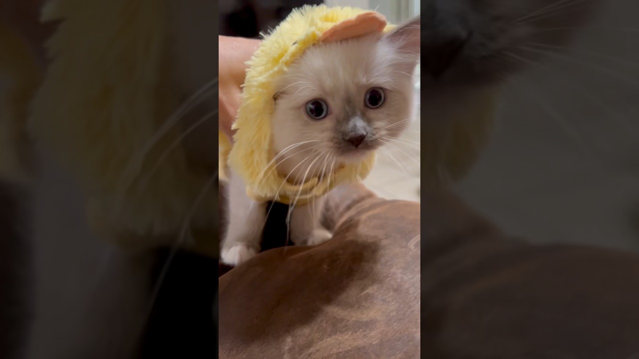 😎かわいい猫ギャングスタの世界 #shorts #猫 #子猫 #ラグドール