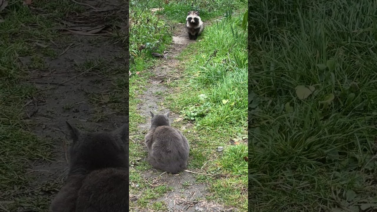 ネコvsタヌキ 眼光鋭いネコのトムに硬直するタヌキ。ほかのタヌキが隠れた場所から不意打ち