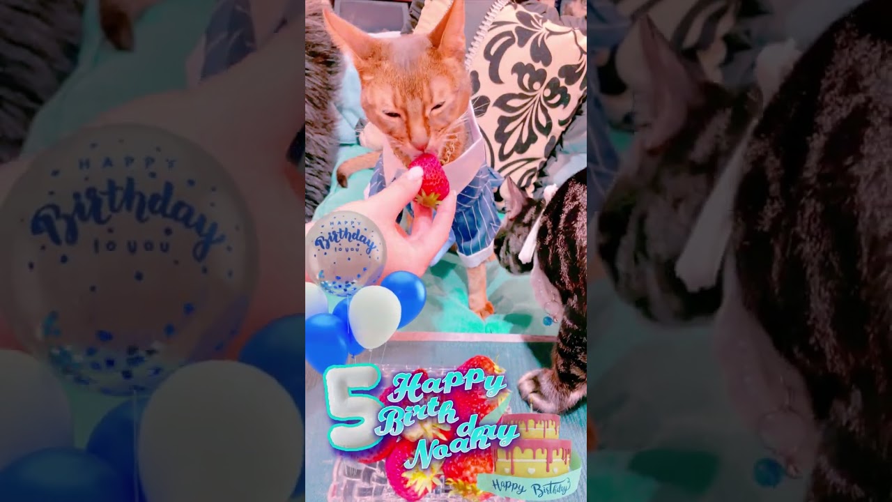のあぴこ5歳の誕生日 #アビシニアン #shorts