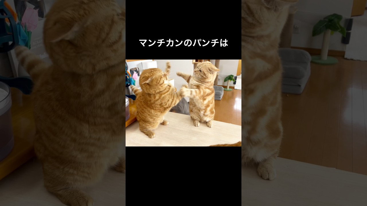 マンチカンのパンチは親子代々に渡り当たらない #猫 #マンチカン #shorts