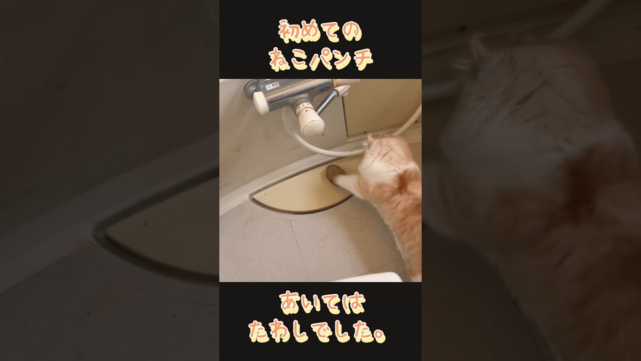 【キンカロー】初めてのねこパンチの相手は…【マンチカール】