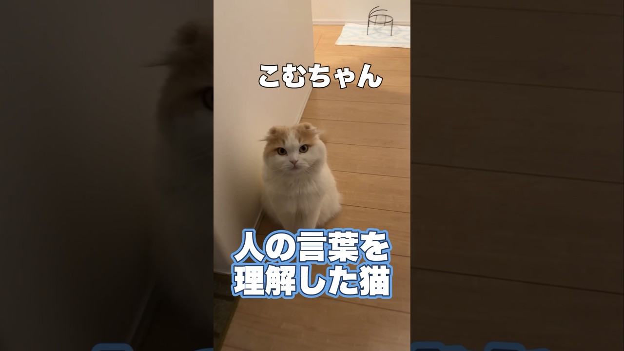 人の言葉を理解した猫がこちらです...【スコティッシュフォールド】