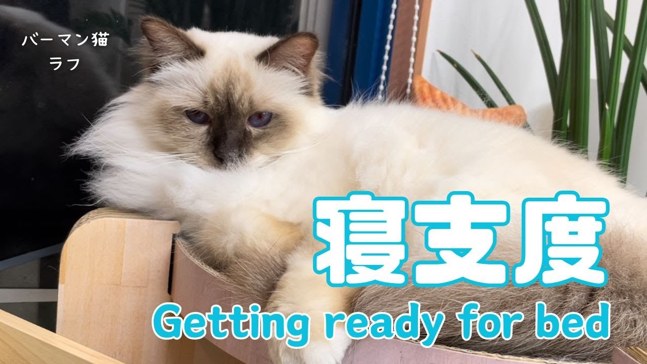 バーマン猫ラフ【寝支度】Getting ready for bed（バーマン猫）Birman /Cat