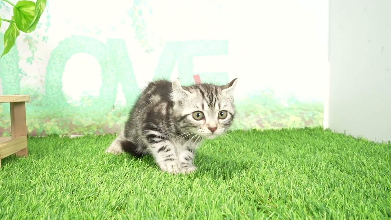 Coo&RIKU　No00673841 アメリカンカール