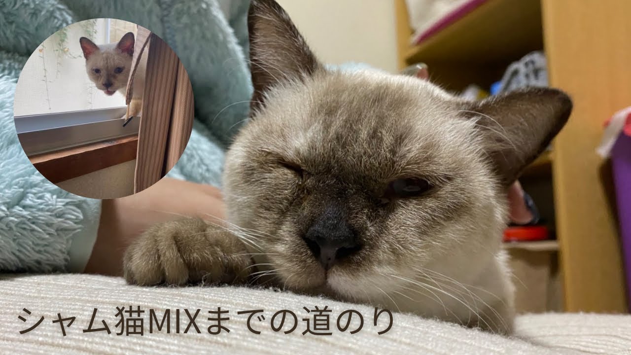 真っ白かったお顔からシャム猫MIXのお顔になるまでの変化動画。