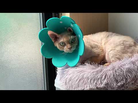 デボンレックス兄はエリザベスカラーが嫌いです(Devon Rex cat does not like Elizabethan collar)