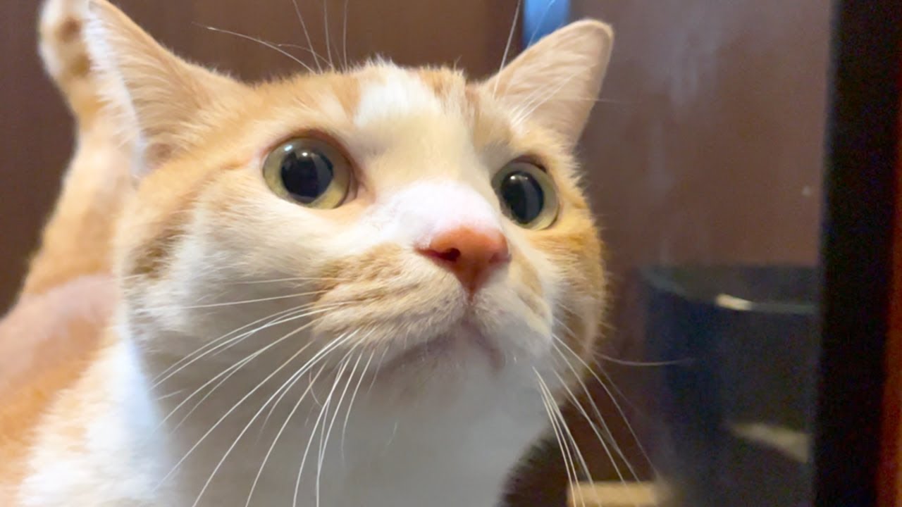 猫の恩返し