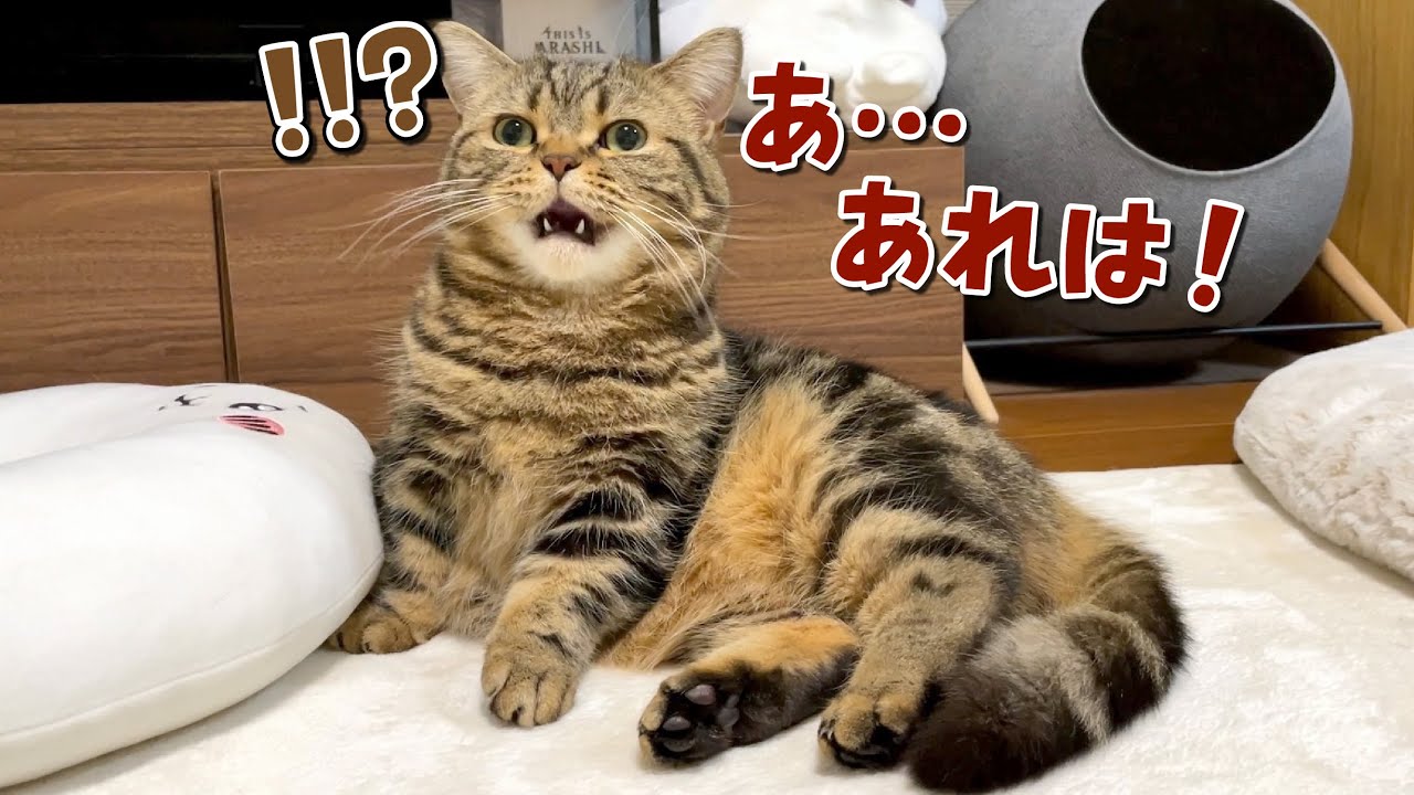 弟猫と添い寝してたら甘えん坊の兄猫に見つかってしまいました…！