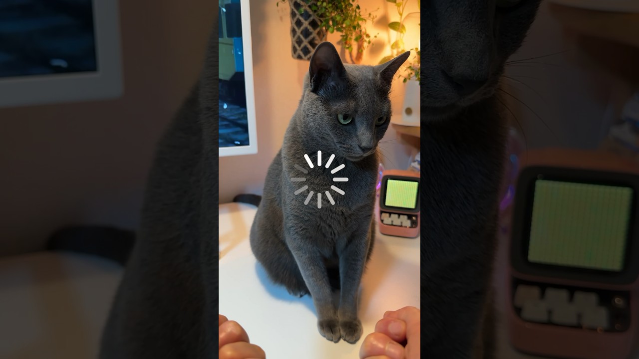 생각을 엄청 많이 함!😹 고양이 성공할까요?