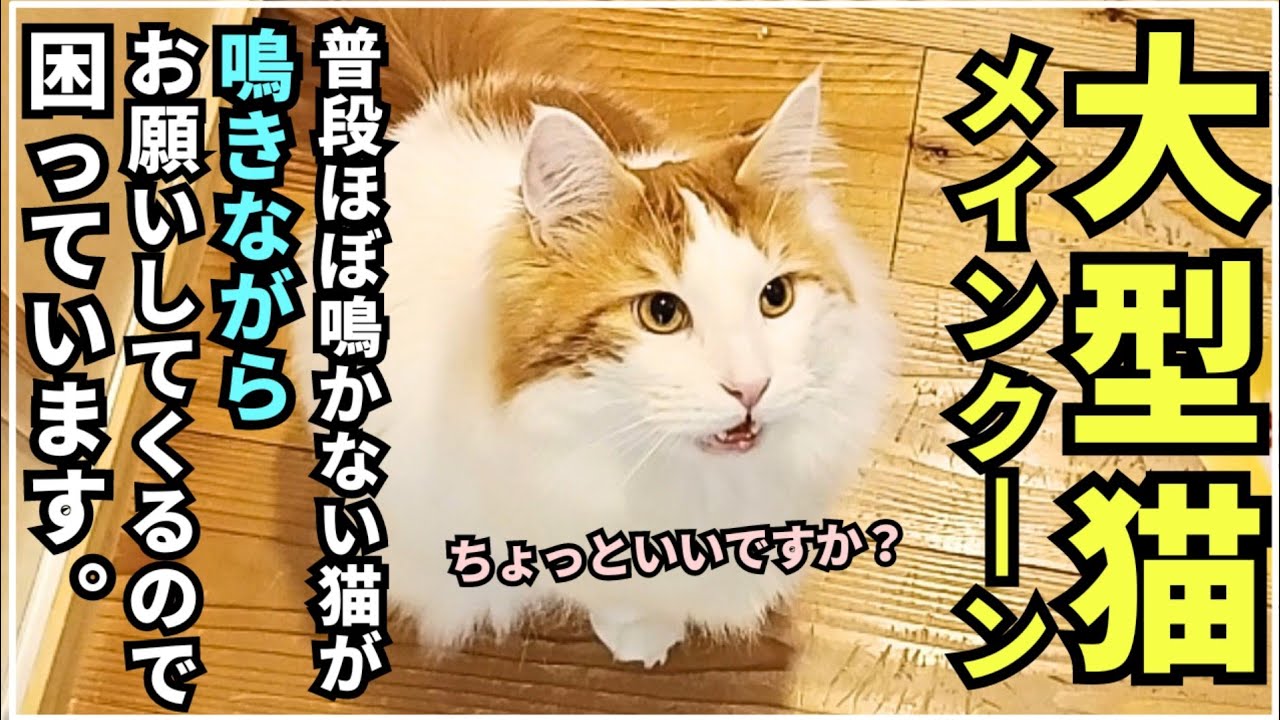 大型猫が最近ワガママで困っています【メインクーン】