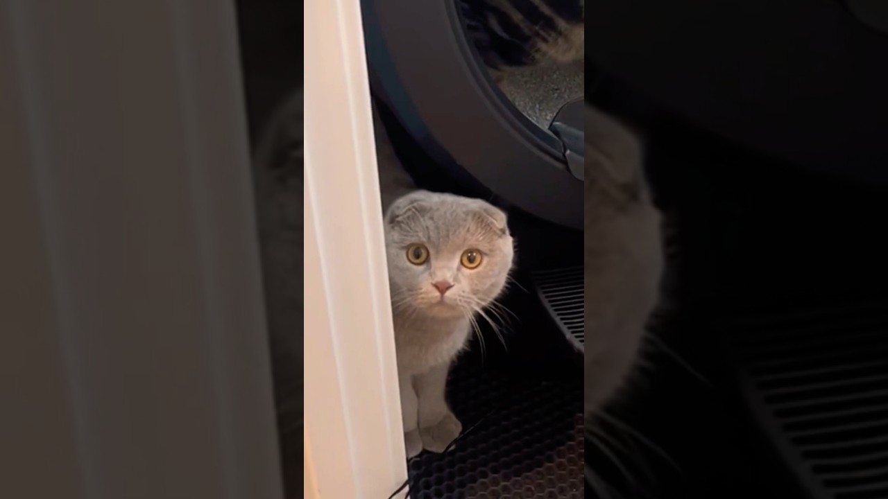 DON’T MESS WITH HIS WOMAN 🤣 #shorts #viral