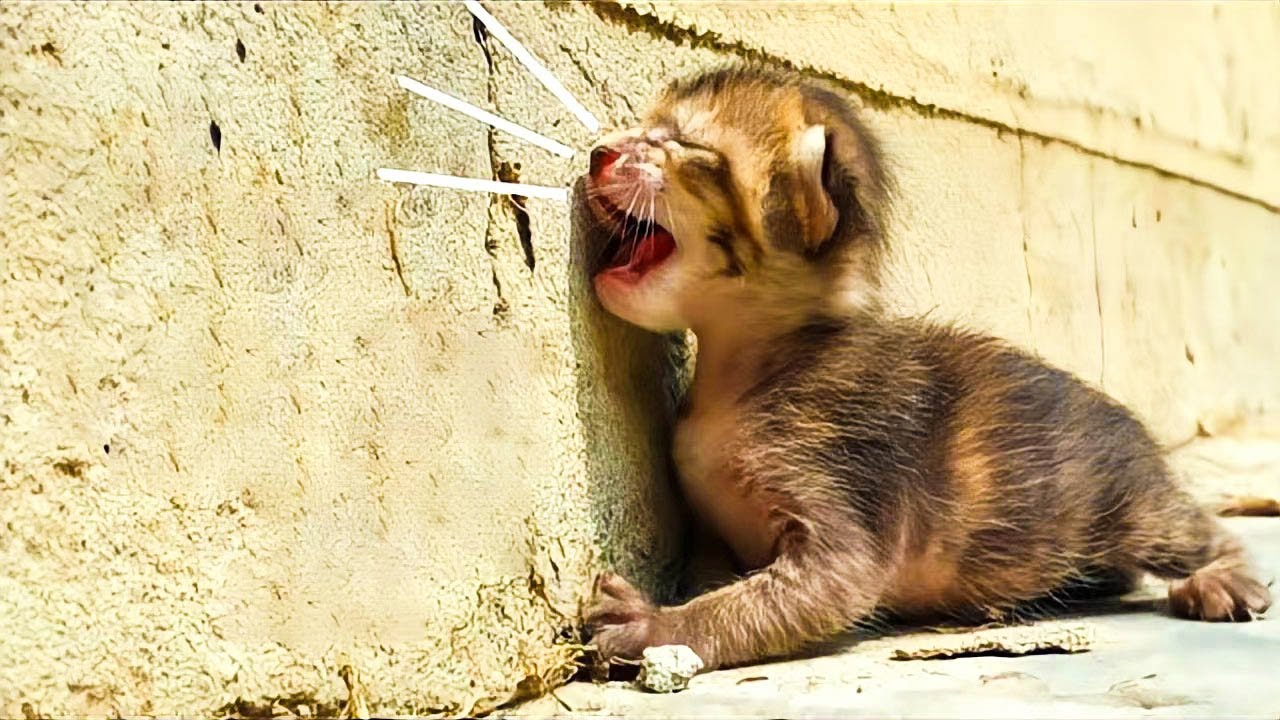 生後6日の哀れな子猫。無力な泣き声で母親を探し求めて、可哀想な姿を見ておじさんは驚くべき行動に出た！【感動】