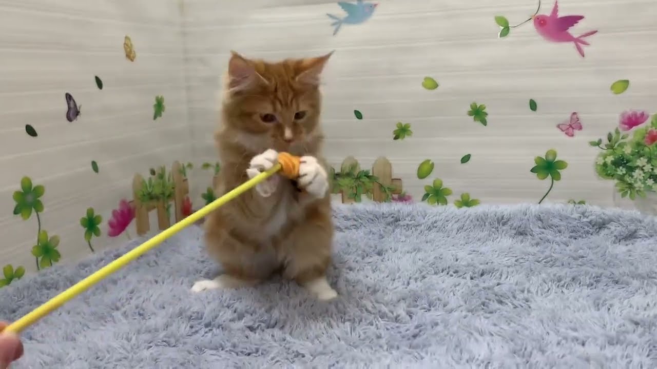 Coo&RIKU　No.667559　ターキッシュアンゴラ