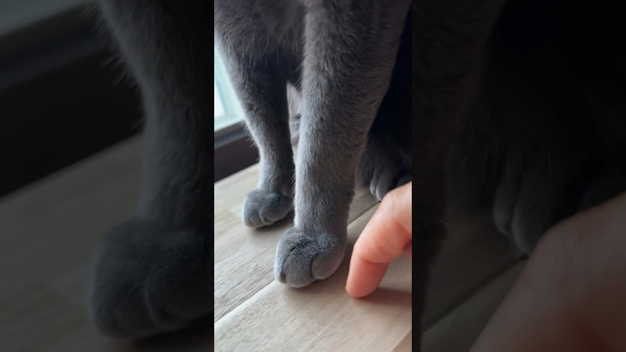 고양이 플러팅에 빠져버린 집사  #cat #funny