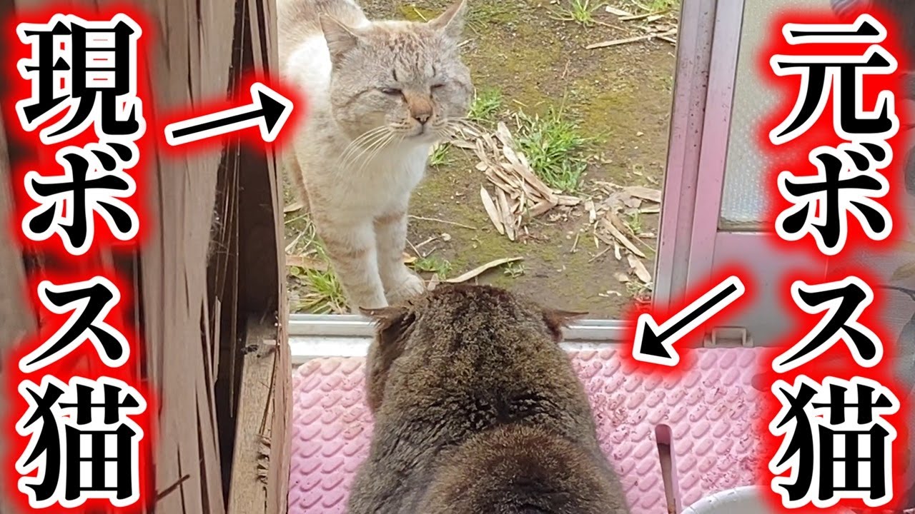 現ボス猫が元ボス猫をとっちめにやって来た