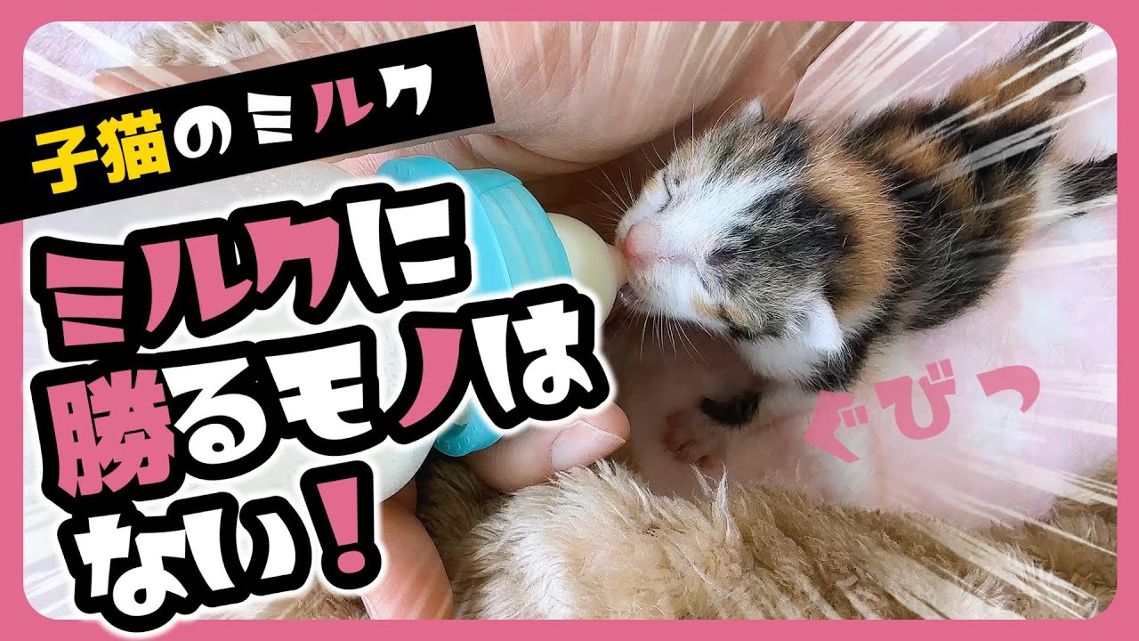 「ふぁ～ぃ」子猫 全て委ねてくれるポーズ この寝顔に勝てる存在はない【保護猫生活5日目】