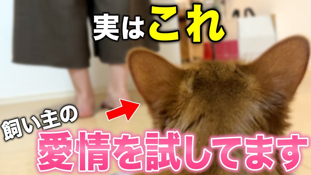 【保存版】猫が飼い主の愛情を試している時に見せる行動10選