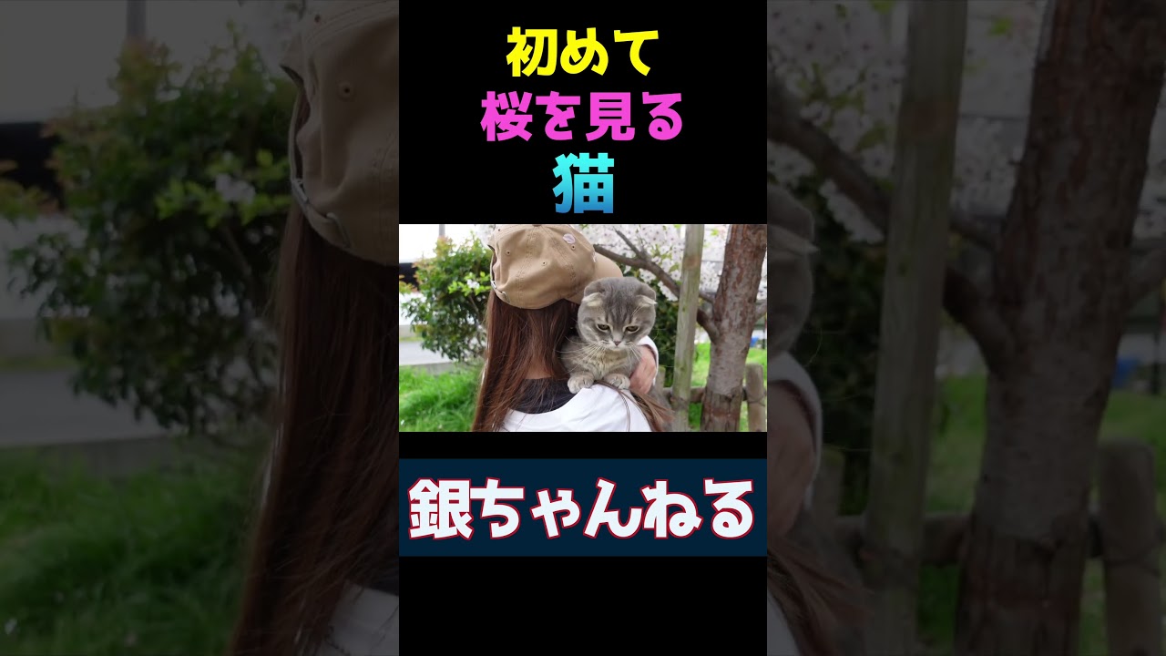 初めて桜を見る猫　#マンチカン　　#shorts