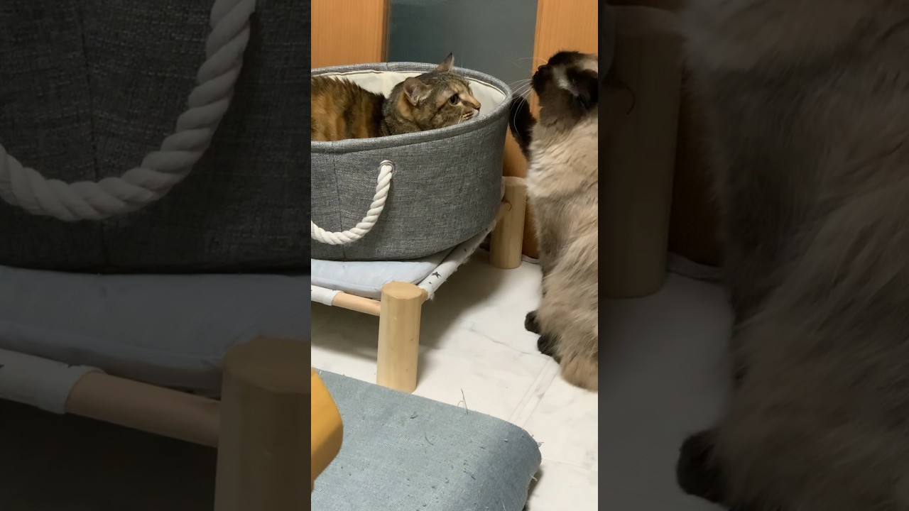 げんたのあくび攻撃！#猫 #ヒマラヤン #猫のいる生活 #猫のいる暮らし #shorts