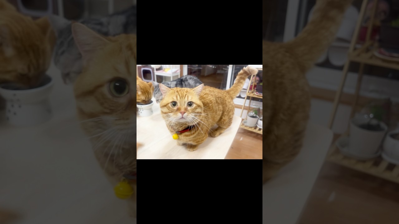 ごはんの順番がなかなか回ってこない時のまん丸猫の表情がかわいすぎる！ #猫 #マンチカン #shorts
