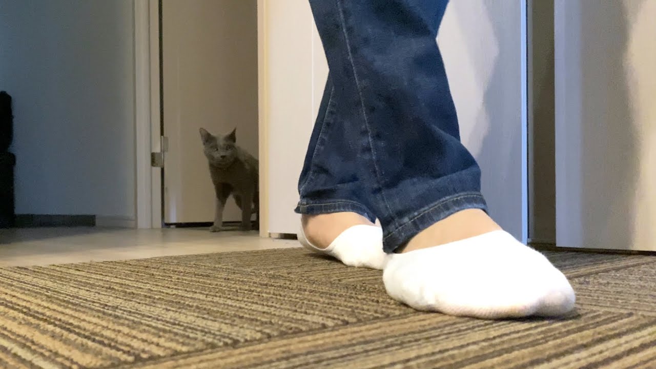 【ロシアンブルー】飼い主が好きすぎてストーカーのように後ろをついて歩く猫