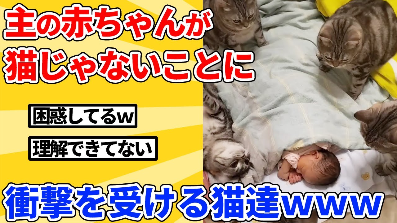 【2ch動物スレ】人間が子猫を産むと思い込んでた猫達→産まれた赤ちゃんを見た結果ｗｗｗｗｗ