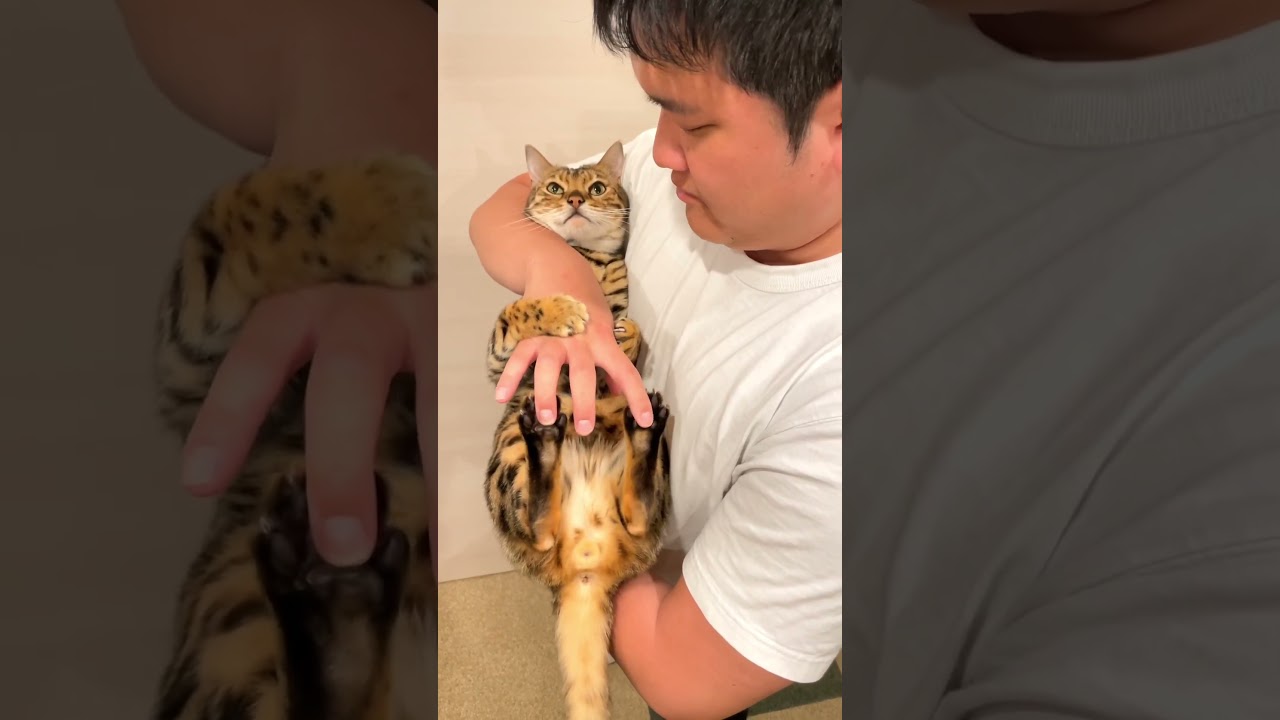絶対勝てないのに喧嘩売ってくる猫　#ルトロゼ #ベンガル #猫
