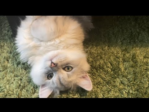 可愛い体勢で寝る猫【ペルシャ猫　チンチラシルバー】