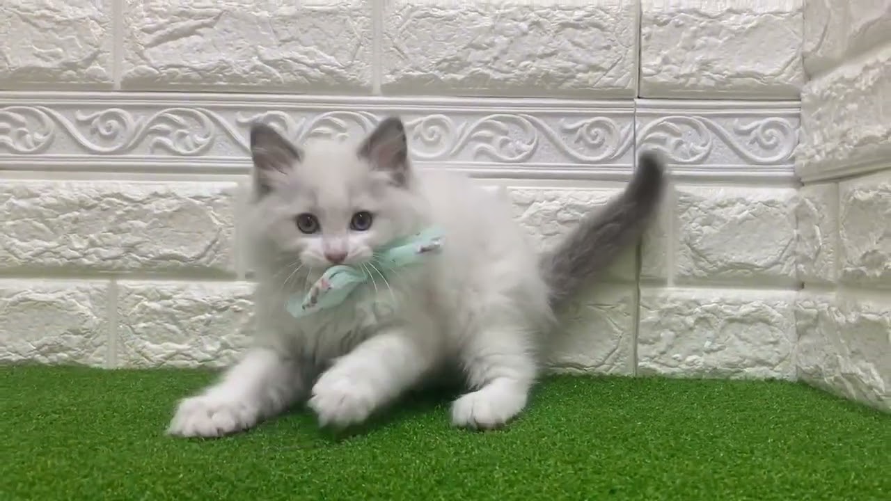 169719　ラグドール　♂　ペットショップWE ARE Oneモザイクモール港北店