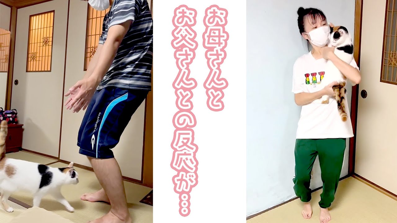抱っこが好きな猫さん🐈 お母さんの時とお父さんの時の反応はこちら｜PECO