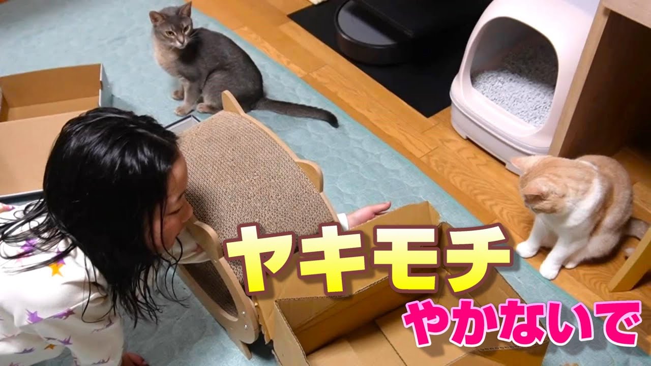 ヤキモチ!?次女のことが大好きな猫と猫【スコティッシュフォールド】【アビシニアン】