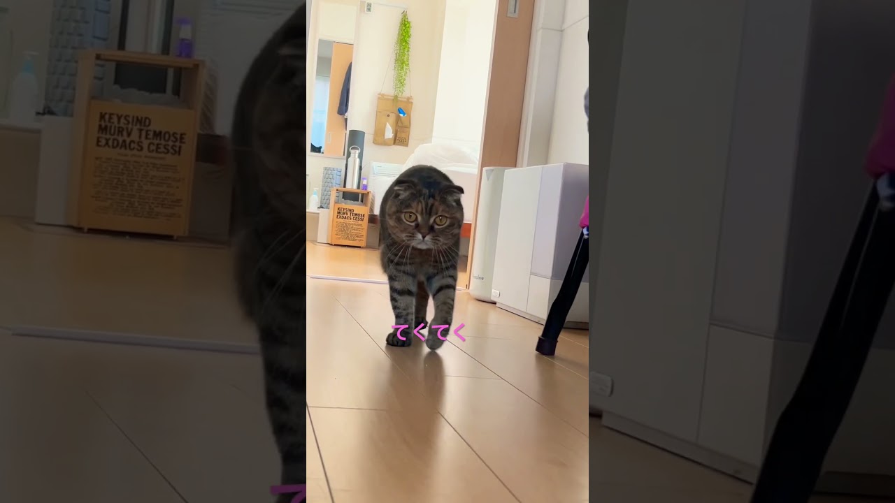 歩いて来るるーたん可愛いから見て！#shorts