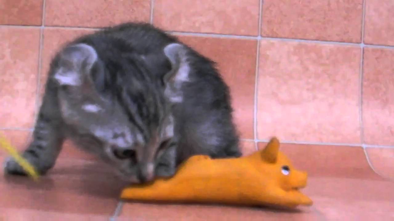 ペットショップバーディー　おすすめ猫種　アメリカンカール　４２２