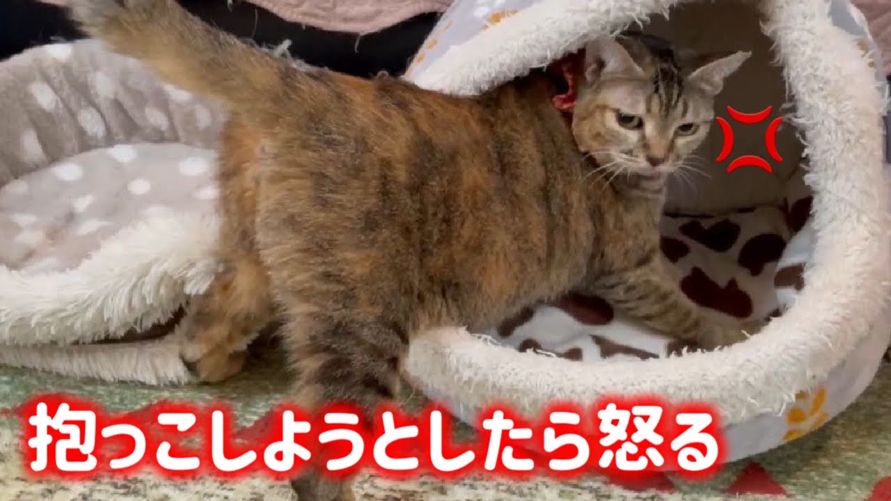 【抱っこ大嫌い】実は涙ながらにレスキューしたあの日も怒ってました