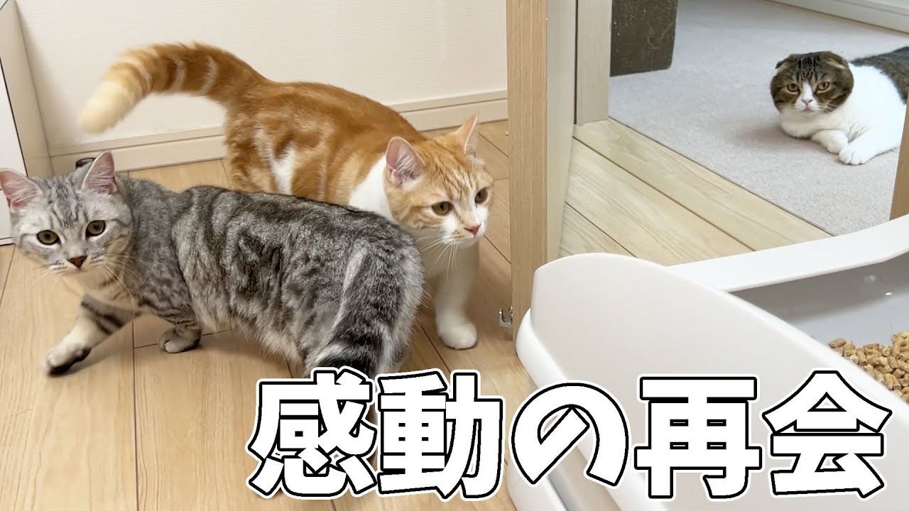 数ヶ月ぶりに仲良しの子猫とパパ猫が再会した結果…！