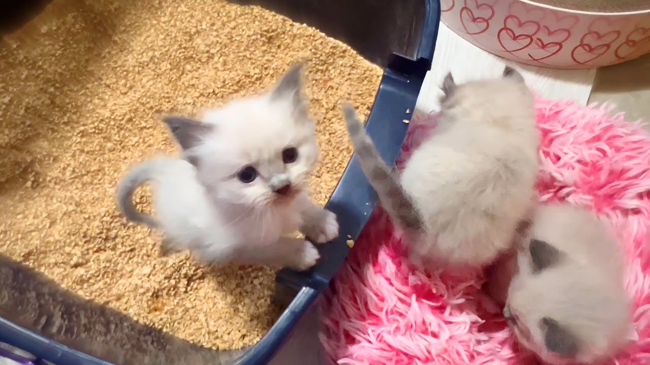 三つ子の子猫のおトイレトレーニングの初日はこうなりました🤭【ママはラグドール✨パパはそり耳オオヤマネコ💪】 #猫 #ラグドール #子猫