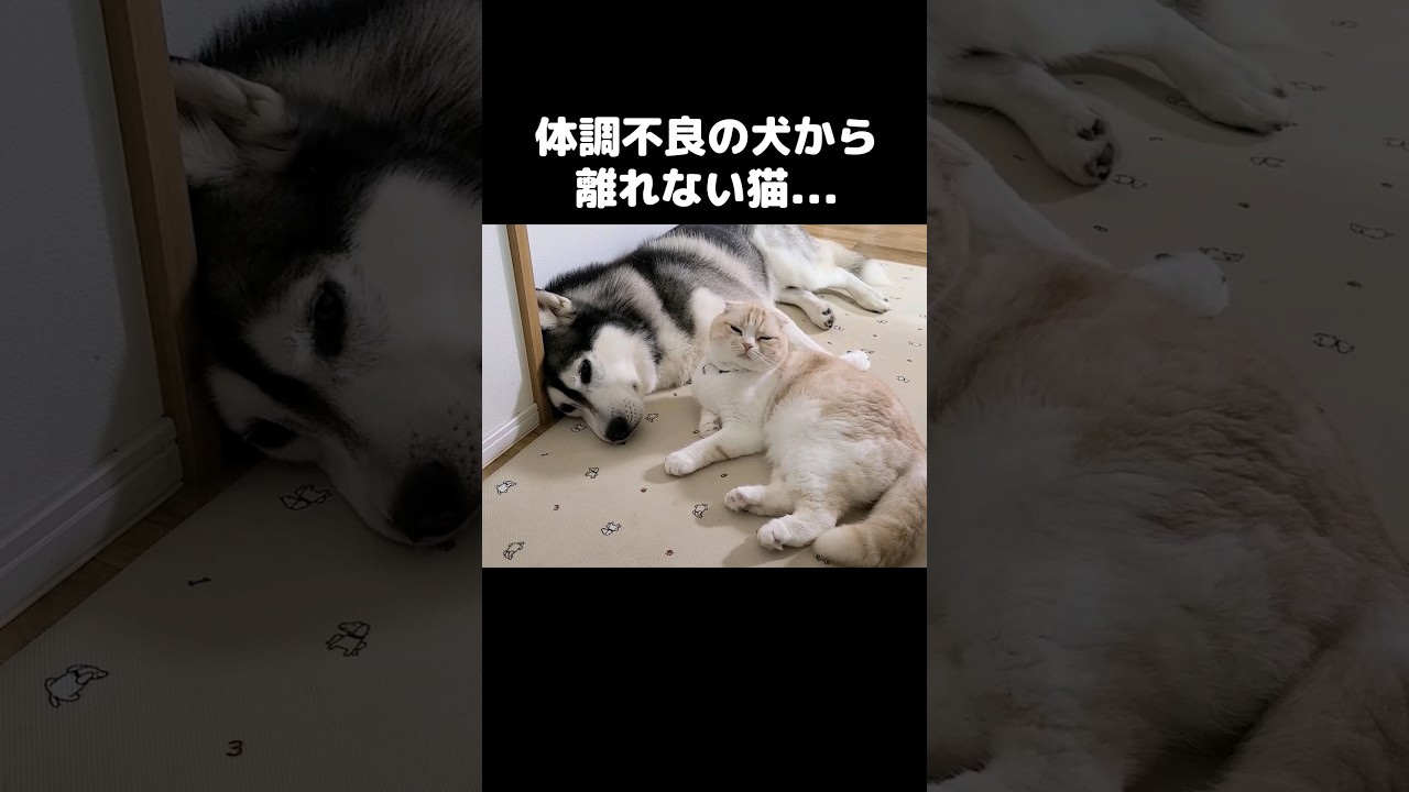体調不良の犬を看病する猫がこちらです...#shorts