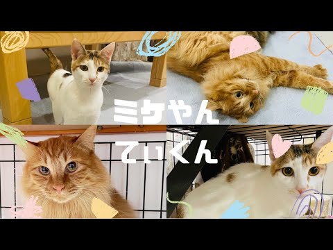 【里親募集中】ミケやん&てぃくん【芝浦譲渡会】