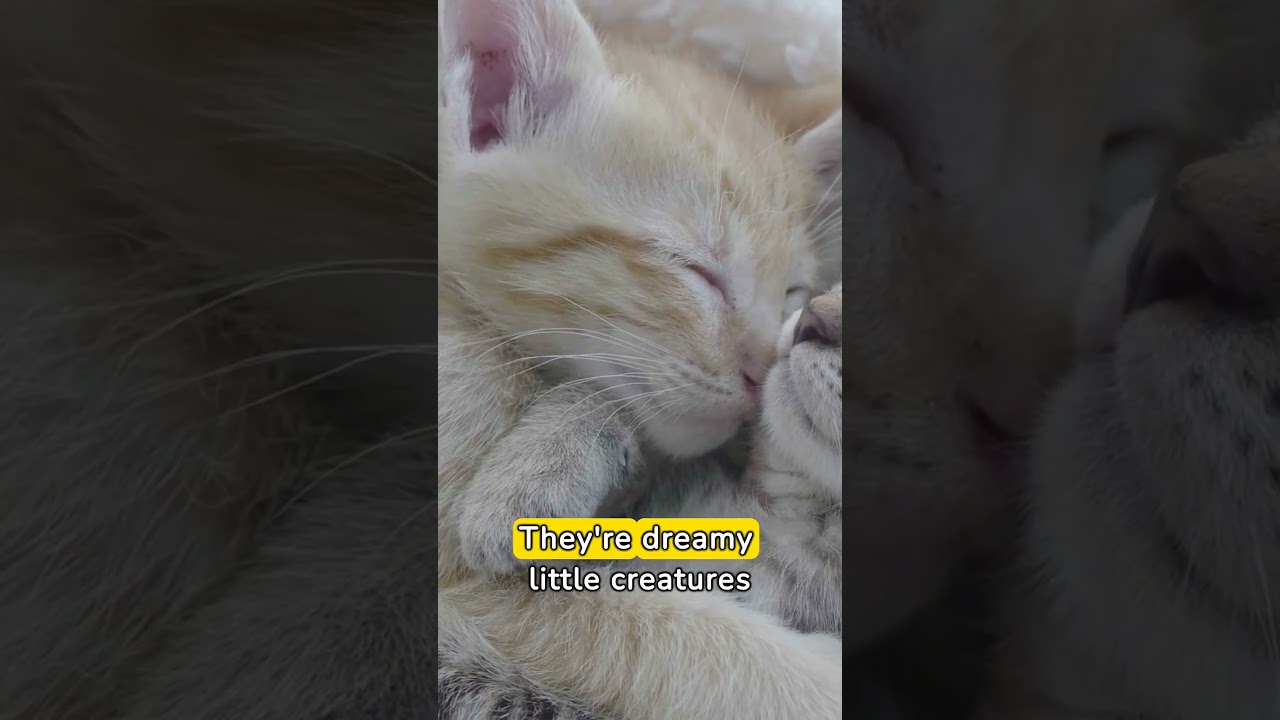 Fun Facts - Kittens!!