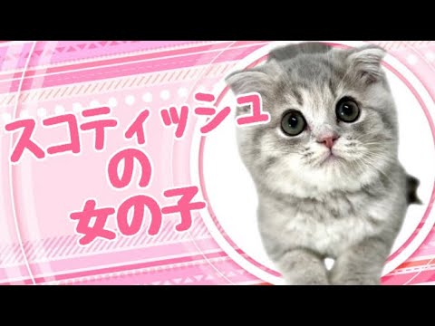 スコティッシュフォールドの子猫　（中之島）