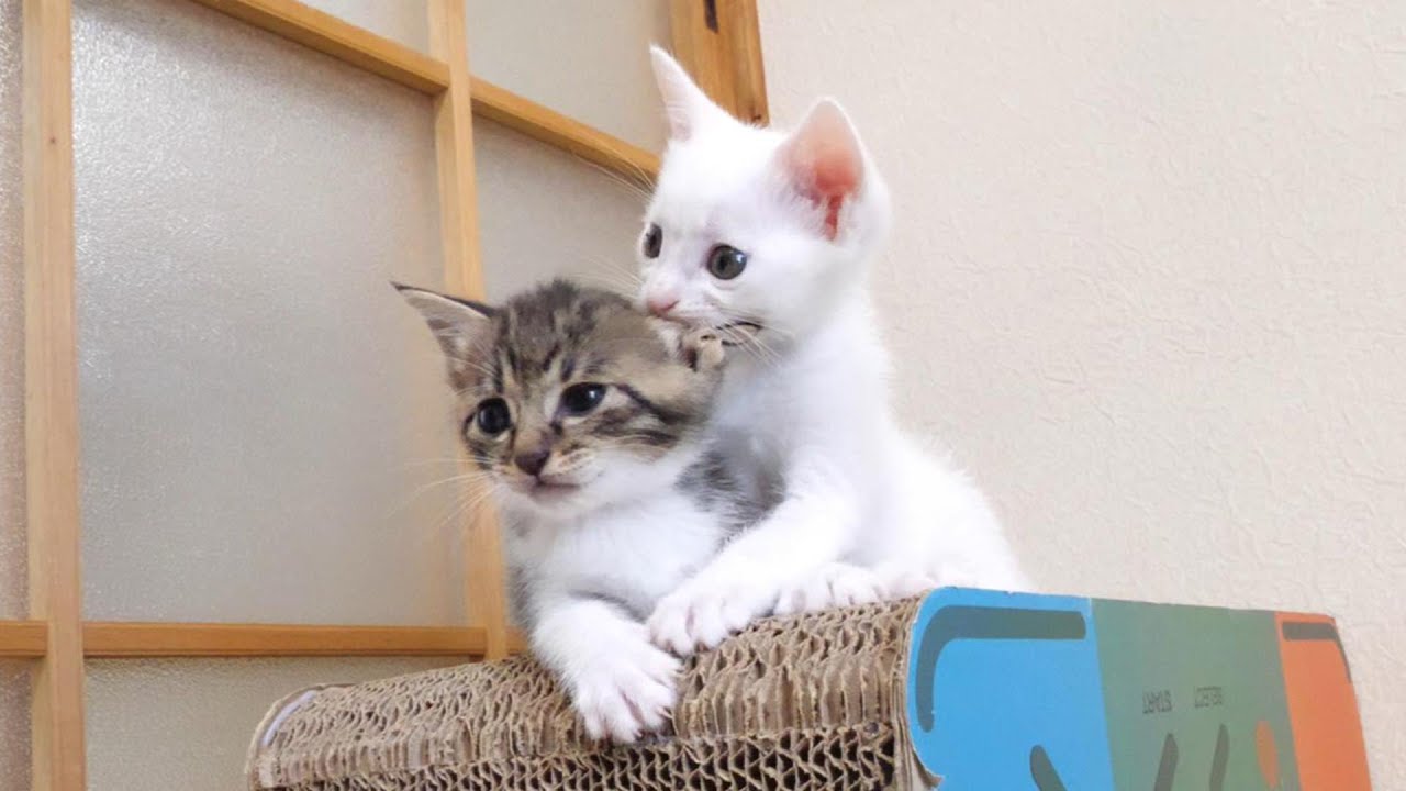 高い所に登って遊ぶ子猫たち【赤ちゃん猫　保護猫】