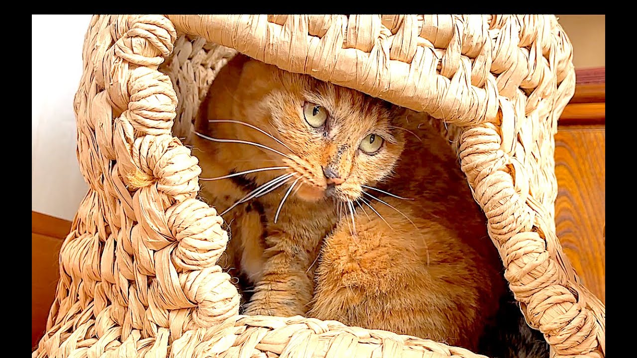 【ねこ日常系】かくれんぼするです。虫さん見つけました！【猫と日本の庭】
