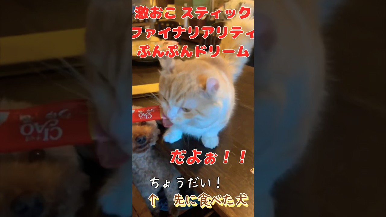 【キンカロー】激おこ毛玉しているのは犬の方？【マンチカール】