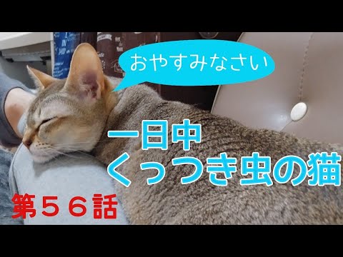 【シンガプーラ】終始くっつき虫の猫