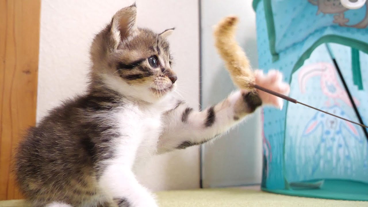 遊んでる間に子猫のテントが奪われてしまう？【赤ちゃん猫　保護猫】