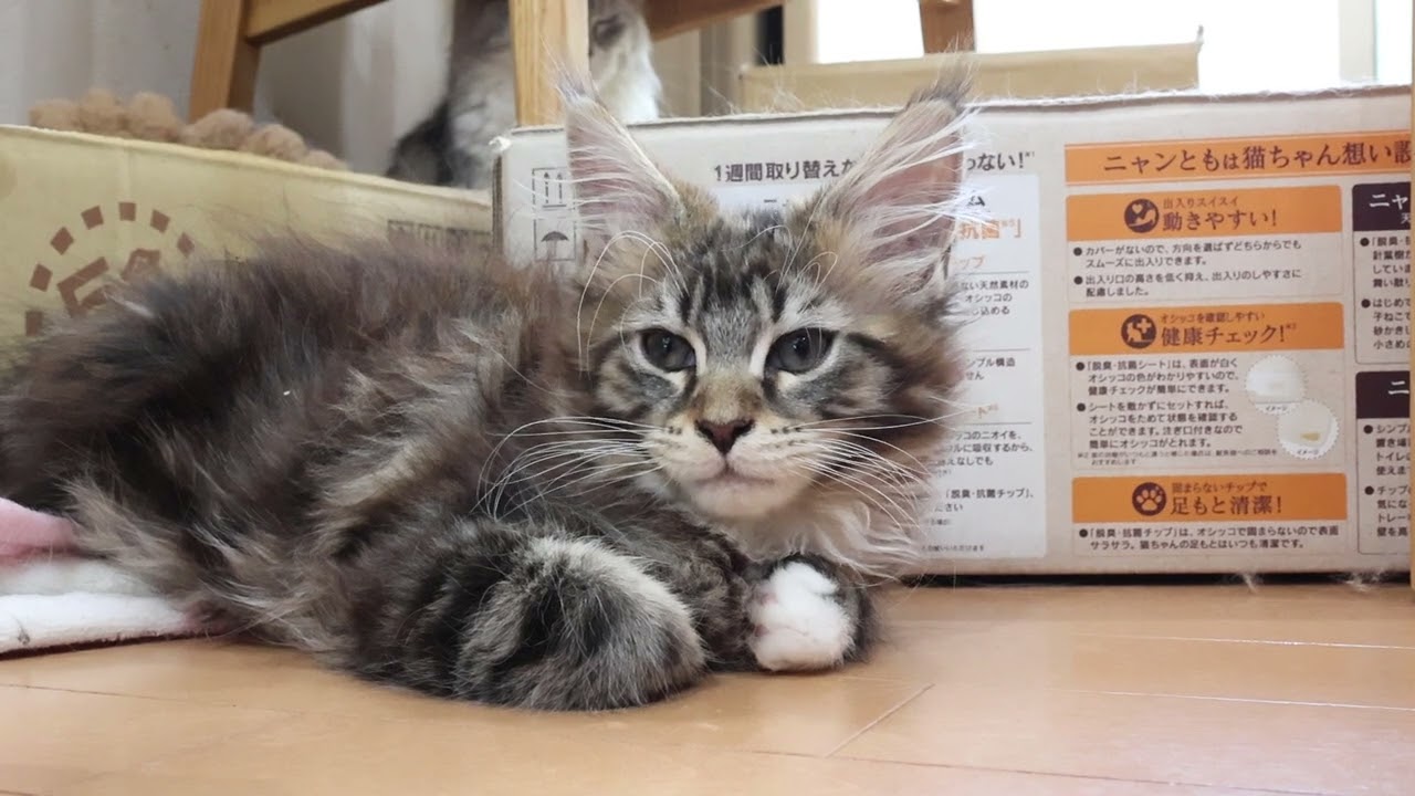 生後3ヶ月メインクーン子猫の響ちゃん