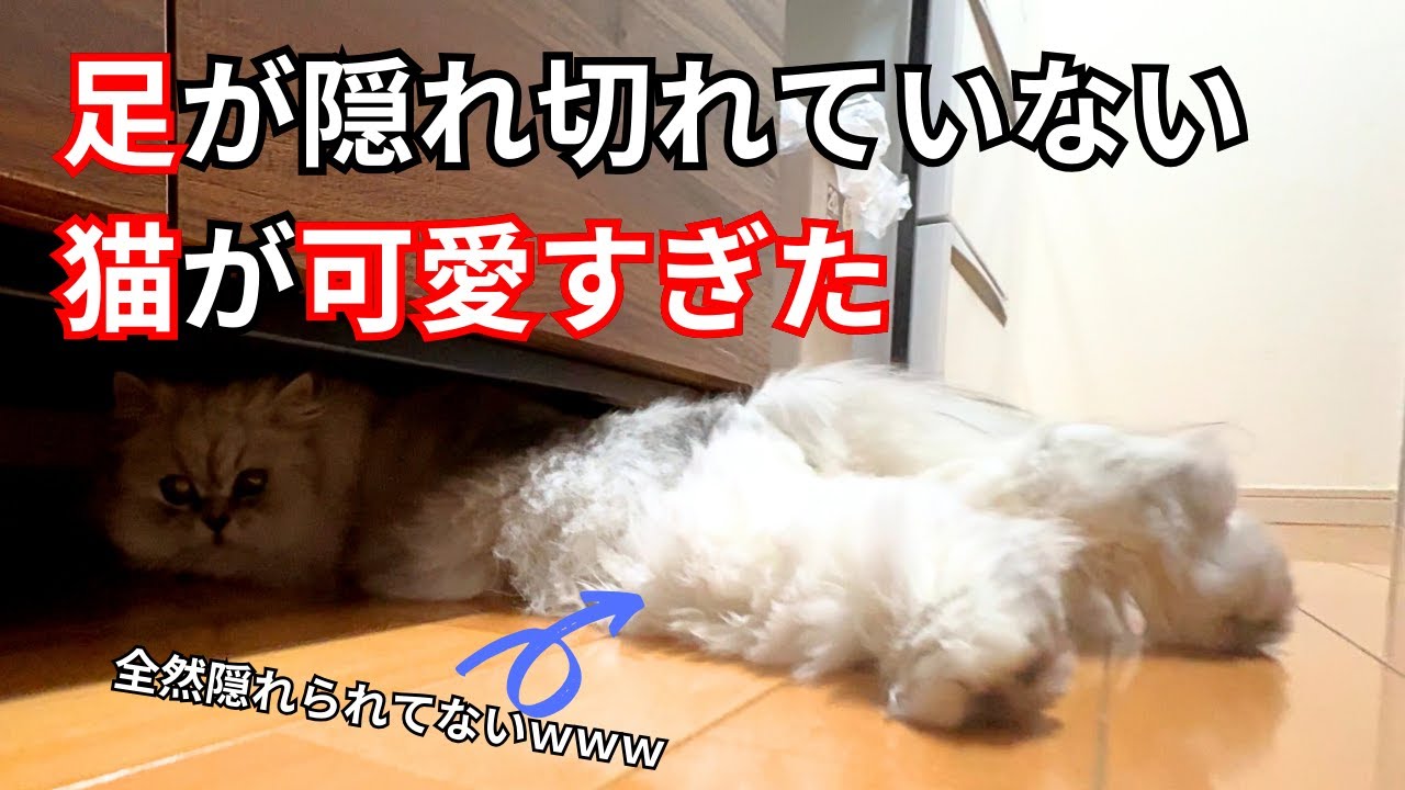 【ペルシャ猫】足が隠れ切れていない猫が可愛すぎた